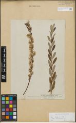Foto von Salix repens subsp. incubacea (L.) A. Neumann